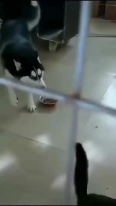Cat part 3