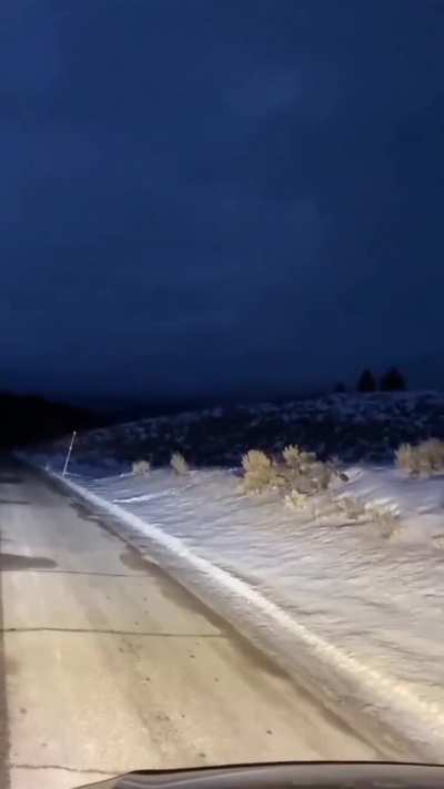 wolf pack hunting at night