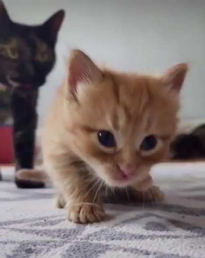 Using The Brain Cell To Clean Up After Wet Food Party