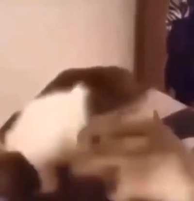Perfect scream at the end