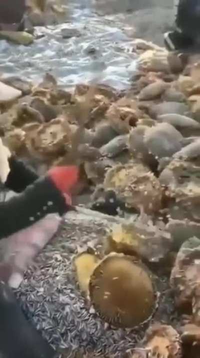 Семки