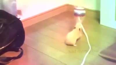 Hamsti
