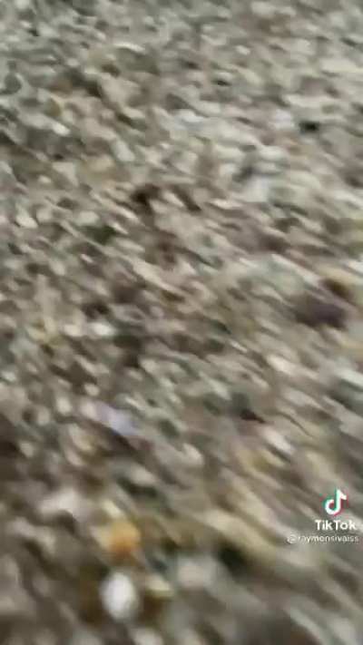 from tiktok