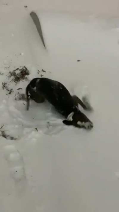 Snow! Snow Everywhere!