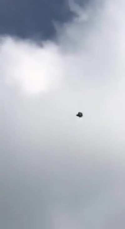 Damn, pigeon