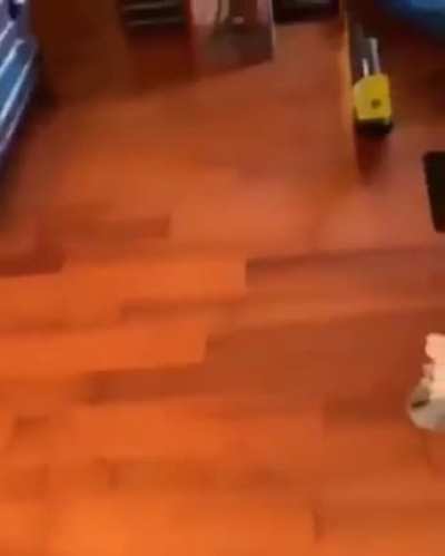 The cat went full AAAHHRRG