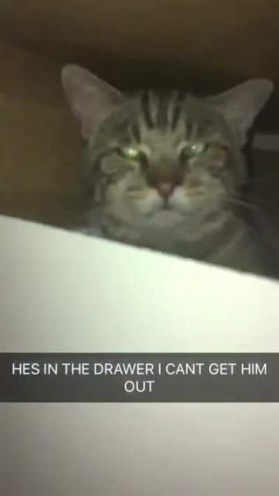 My cat doesn’t like being disturbed