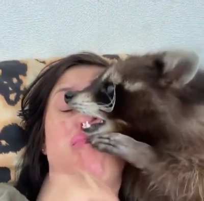 Pet raccoon 🤔 would y’all have one ?