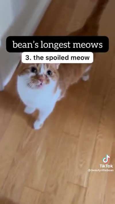 bean’s longest meows