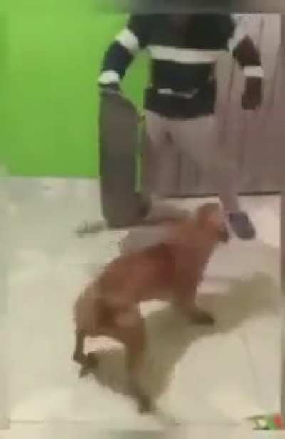 Dog with machete.