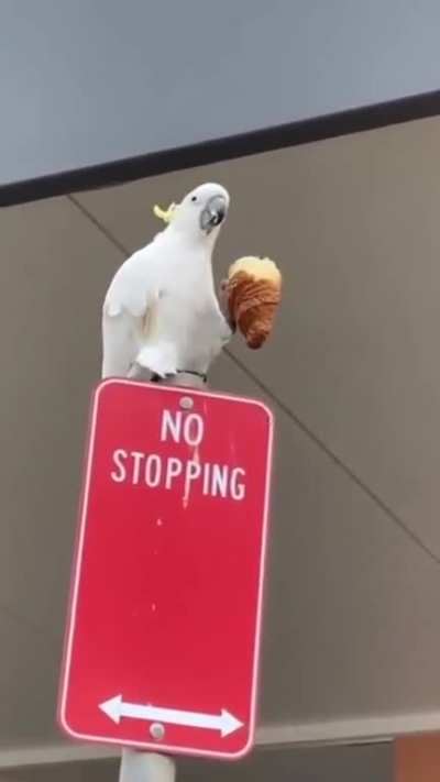 birblife