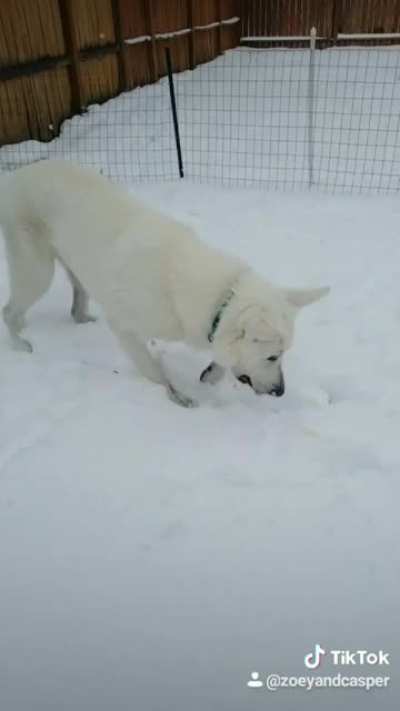 First snow since he was a puppy!