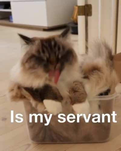 A cat and her box