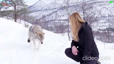 Making friends with Norwegian wolves