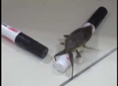 dancing bug