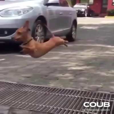 Flying duchshund