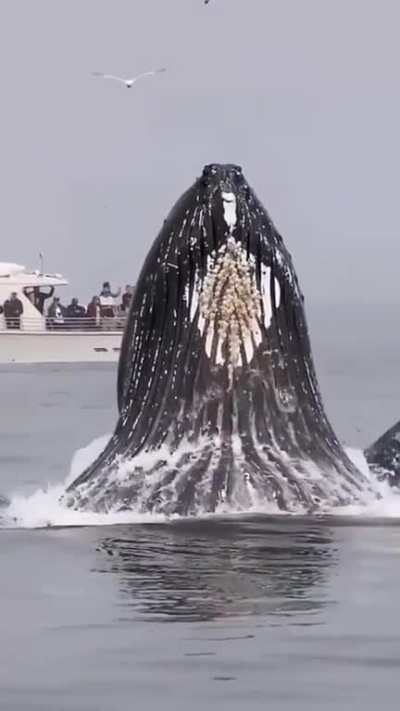 Whale feeding on herring