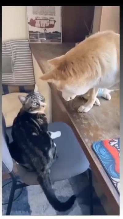 smart cat