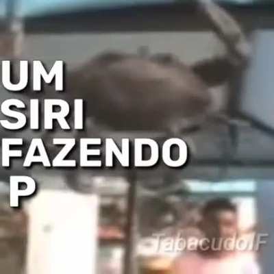 S.I.M.P