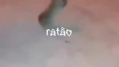 prr e essa kkk