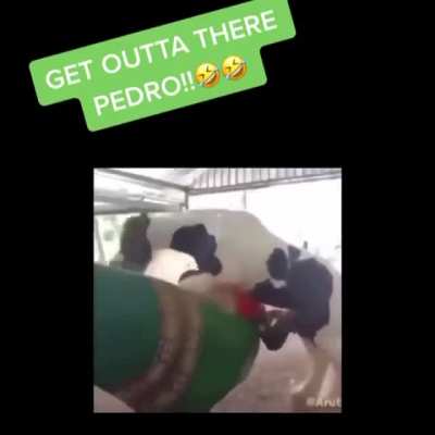 Ohh no Pedro