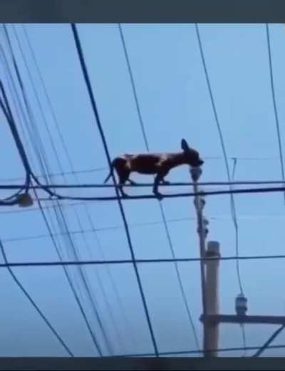 El perro electricistas 🤑
