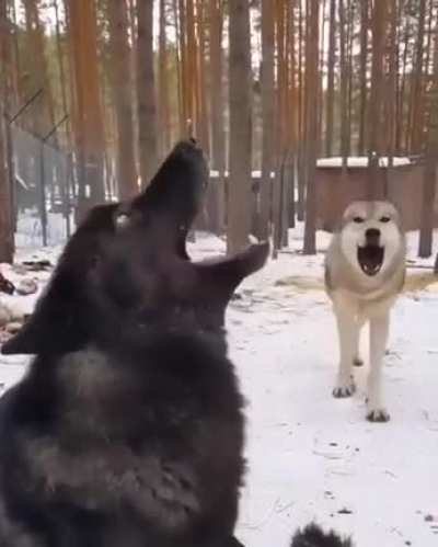 Howling warm-up