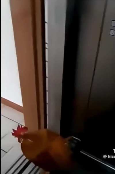Bringing a rooster upstairs to wake the neighbors
