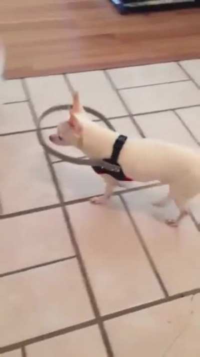 Blind Dog’s Owner Made This