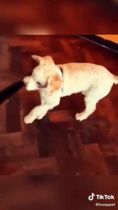 haha gotcha tail