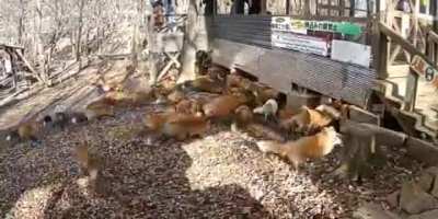 Foxes running around (video not mine)