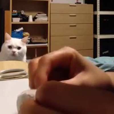 Cat's favorite toy undergoes surgery