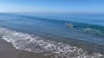 Santa Cruz surf photographer Dave 