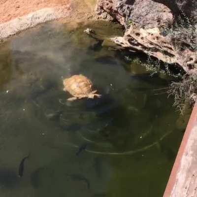 A swimming sulcata