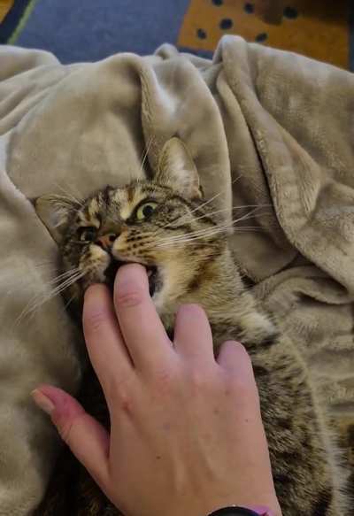 This silly creature loves my fingers