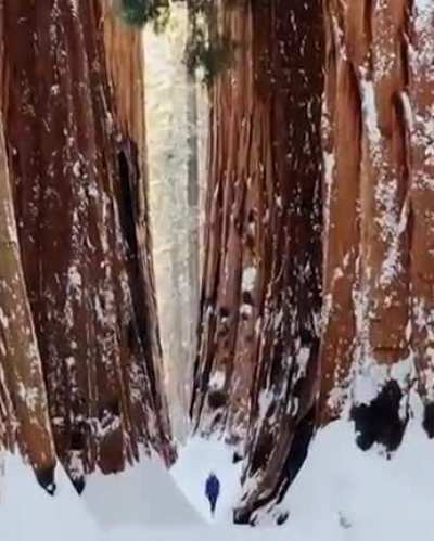 🔥Giant Sequoias with a human to scale