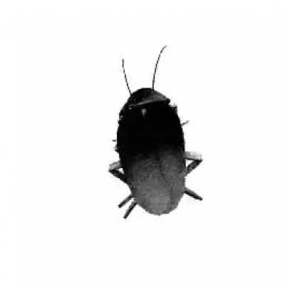 Me now dark roach