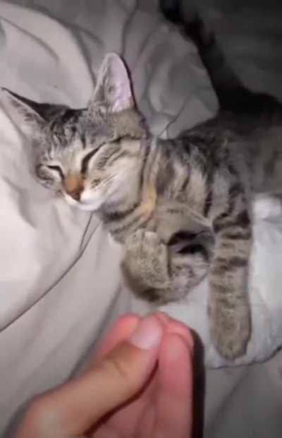 gato italiano
