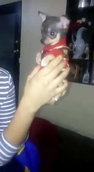 BRUNO??????