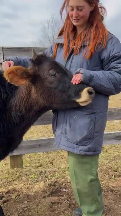 Dairy calves are social animals. Young calves, like Heathcliff, are motivated for full social contact, even when they have partial contact, adding to the body of research demonstrating the importance of social contact for calves.