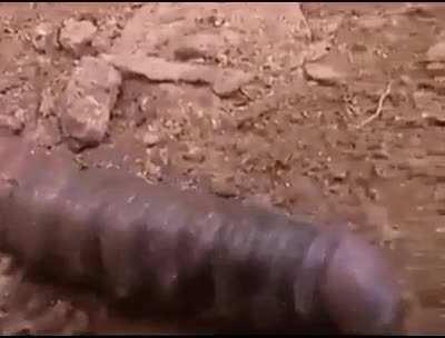 Who up playing with the worm?