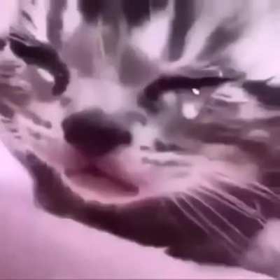 Miau