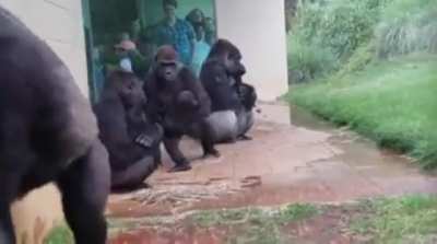 Gorillas are magnificent, majestic creatures full of grace and beauty... except when it rains.