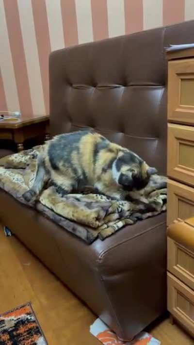 Calico kneading