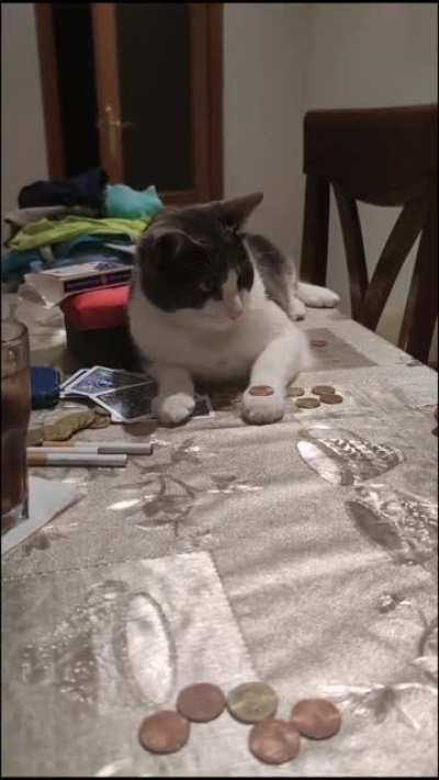 Cat that does the trick