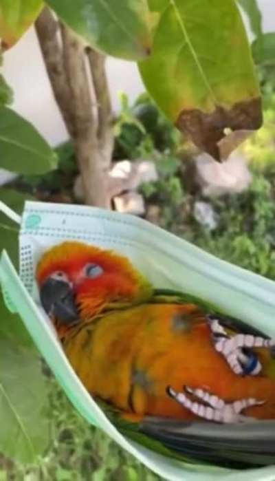 birb chillin