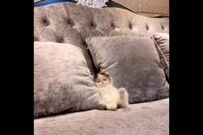 Just a smol kitten sitting on a couch