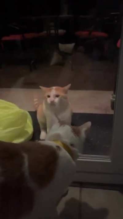 Our neighborhoods stray cat still doesn’t understand glass doors