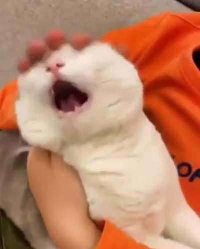 Котя