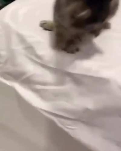 Mad catto